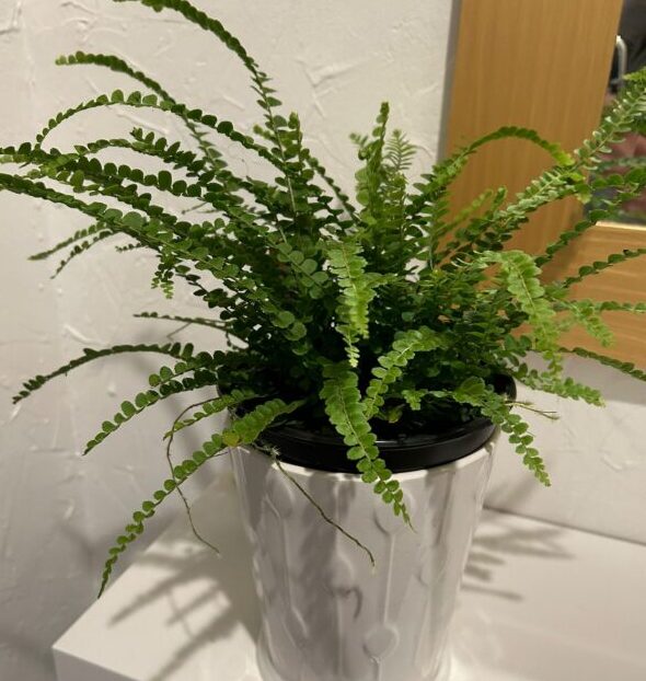 A beautiful plant for Shavuot.